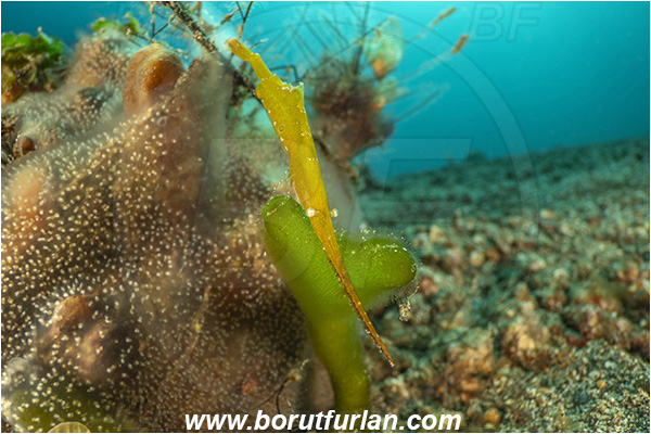 Lembeh strait, Sulawesi, Indonesia, Tozeuma armatum, Tozeuma, Hippolytidae, Decapoda, Saw-Blade Shrimp, Shrimp, Crustacea, Crustacean, Reef