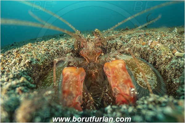 Lembeh strait, Sulawesi, Indonesia, Lysiosquillina maculata, Lysiosquillina, Lysiosquillidae, Crustacea, Crustacean, Stomatopoda, Stomatopod, Zebra Mantis Shrimp, Mantis Shrimp