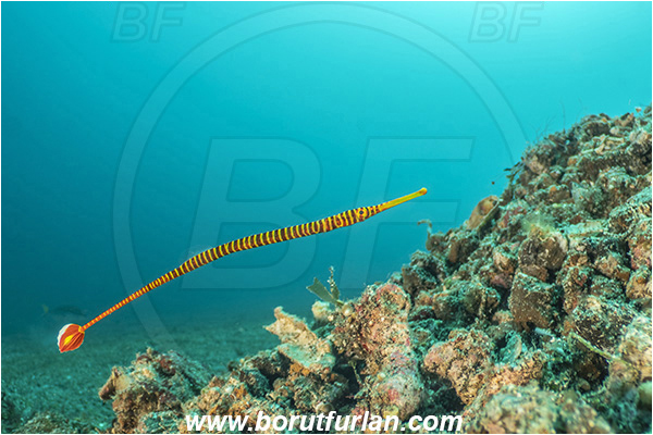Lembeh strait, Sulawesi, Indonesia, Dunckerocampus dactyliophorus, Dunckerocampus, Syngnathidae, Banded Pipefish, Pipefish, Fish