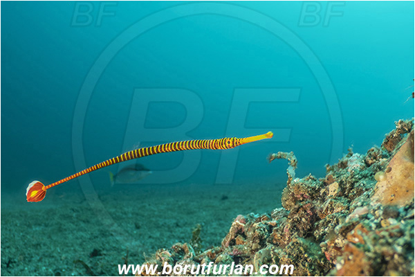 Lembeh strait, Sulawesi, Indonesia, Dunckerocampus dactyliophorus, Dunckerocampus, Syngnathidae, Banded Pipefish, Pipefish, Fish