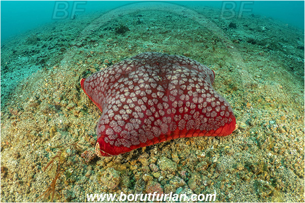 Lembeh strait, Sulawesi, Indonesia, Halityle regularis, Halityle, Oreasteridae, Asteroidea, Mosaic Cushion Star, Echinodermata, Echinoderm