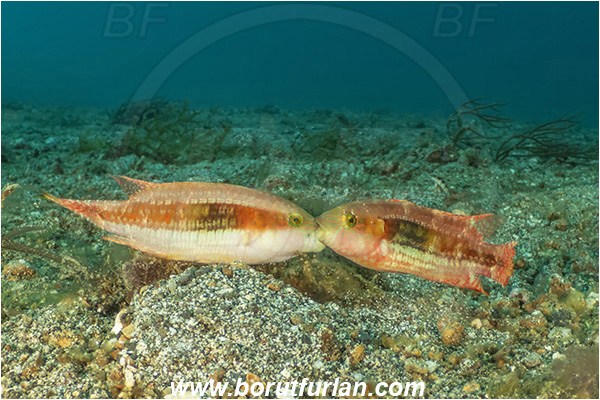 Lembeh strait, Sulawesi, Indonesia, Cheilinus bimaculatus, Cheilinus, Labridae, Two-spot wrasse, Wrasse, Fish, Mating