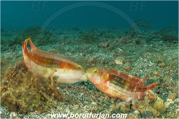 Lembeh strait, Sulawesi, Indonesia, Cheilinus bimaculatus, Cheilinus, Labridae, Two-spot wrasse, Wrasse, Fish, Mating