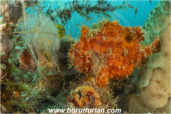 Lembeh strait, Sulawesi, Indonesia, Antennarius maculatus, Antennarius, Antennariidae, Warty frogfish, Frogfish, Fish, Reef