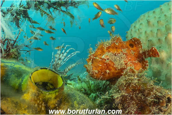 Lembeh strait, Sulawesi, Indonesia, Antennarius maculatus, Antennarius, Antennariidae, Warty frogfish, Frogfish, Fish, Reef