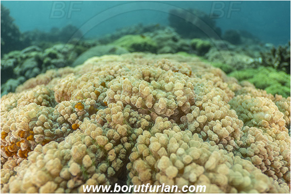 Lembeh strait, Sulawesi, Indonesia, Unidentified, Anthozoa, Cnidaria, Cnidarian, Porites Coral, Coral, Abstract