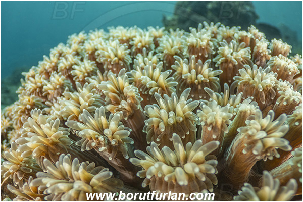 Lembeh strait, Sulawesi, Indonesia, Unidentified, Anthozoa, Cnidaria, Cnidarian, Porites Coral, Coral, Abstract