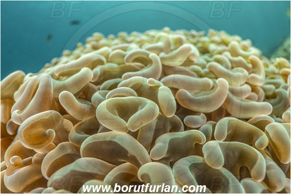 Lembeh strait, Sulawesi, Indonesia, Fimbriaphyllia ancora, Fimbriaphyllia, Euphylliidae, Anthozoa, Cnidaria, Cnidarian, Anchor Coral, Hammer Coral, Coral, Abstract