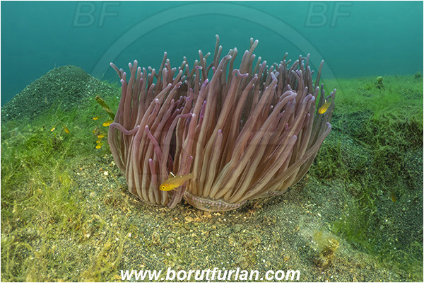 Lembeh strait, Sulawesi, Indonesia, Heteractis doreensis, Heteractis, Heteractidae, Long tentacle anemone, Anemone, Anthozoa, Cnidaria, Cnidarian