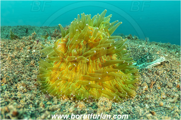 Lembeh strait, Sulawesi, Indonesia, Fungia sp., Fungia, Fungiidae, Mushroom coral, Coral, Anthozoa, Cnidaria, Cnidarian