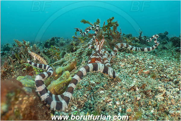 Lembeh strait, Sulawesi, Indonesia, Wunderpus photogenicus, Wunderpus, Octopodidae, Cephalopoda, Mollusca, Mollusc, Wunderpus Octopus, Octopus, Reef