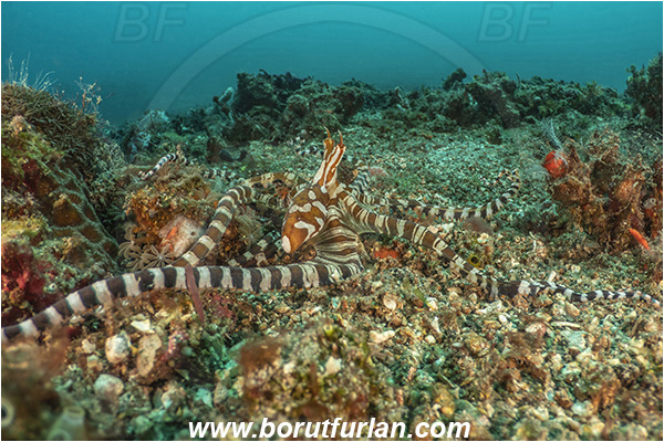 Lembeh strait, Sulawesi, Indonesia, Wunderpus photogenicus, Wunderpus, Octopodidae, Cephalopoda, Mollusca, Mollusc, Wunderpus Octopus, Octopus, Reef