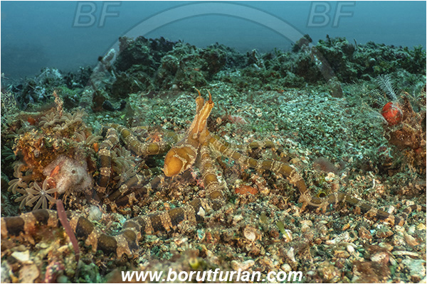 Lembeh strait, Sulawesi, Indonesia, Wunderpus photogenicus, Wunderpus, Octopodidae, Cephalopoda, Mollusca, Mollusc, Wunderpus Octopus, Octopus, Reef