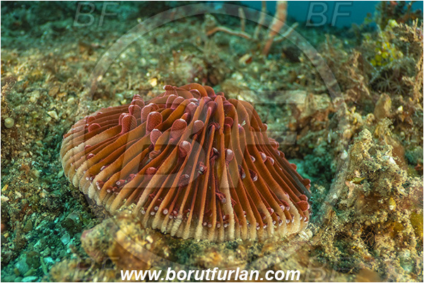 Lembeh strait, Sulawesi, Indonesia, Fungia sp., Fungia, Fungiidae, Mushroom coral, Coral, Anthozoa, Cnidaria, Cnidarian