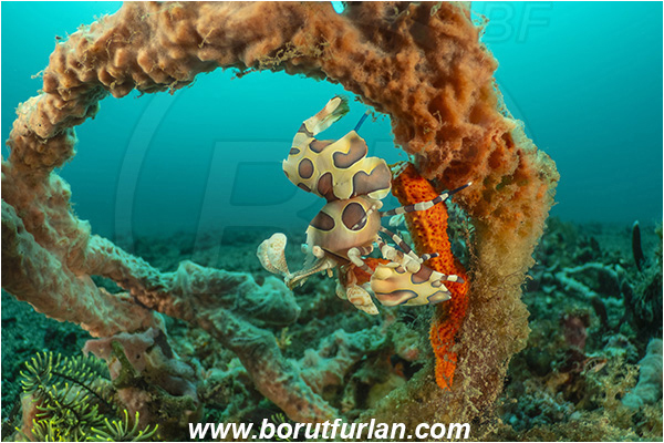 Lembeh strait, Sulawesi, Indonesia, Hymenocera picta, Hymenocera, Palaemonidae, Harlequin Shrimp, Shrimp, Decapoda, Crustacea, Crustacean, Reef