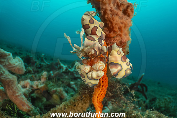 Lembeh strait, Sulawesi, Indonesia, Hymenocera picta, Hymenocera, Palaemonidae, Harlequin Shrimp, Shrimp, Decapoda, Crustacea, Crustacean, Reef