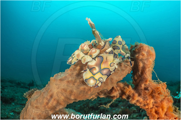Lembeh strait, Sulawesi, Indonesia, Hymenocera picta, Hymenocera, Palaemonidae, Harlequin Shrimp, Shrimp, Decapoda, Crustacea, Crustacean, Reef