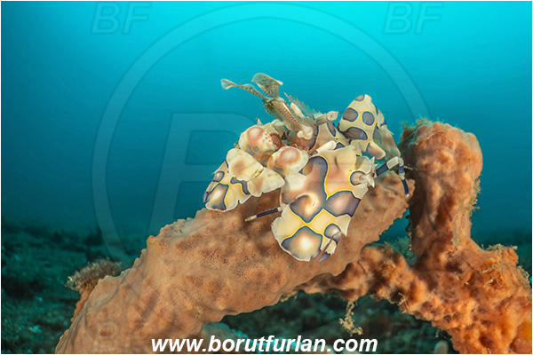Lembeh strait, Sulawesi, Indonesia, Hymenocera picta, Hymenocera, Palaemonidae, Harlequin Shrimp, Shrimp, Decapoda, Crustacea, Crustacean, Reef