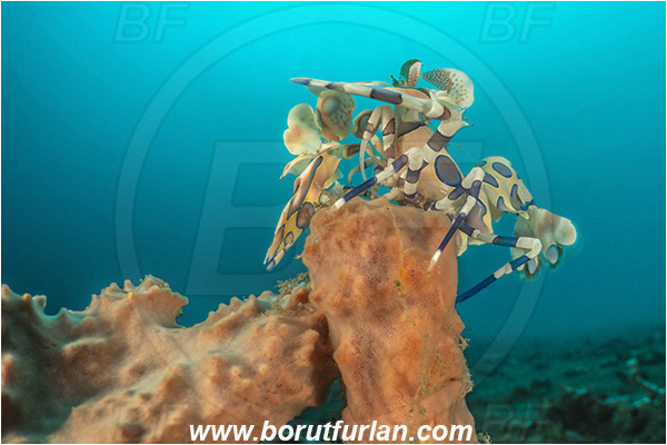 Lembeh strait, Sulawesi, Indonesia, Hymenocera picta, Hymenocera, Palaemonidae, Harlequin Shrimp, Shrimp, Decapoda, Crustacea, Crustacean, Reef