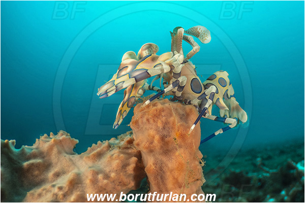Lembeh strait, Sulawesi, Indonesia, Hymenocera picta, Hymenocera, Palaemonidae, Harlequin Shrimp, Shrimp, Decapoda, Crustacea, Crustacean, Reef