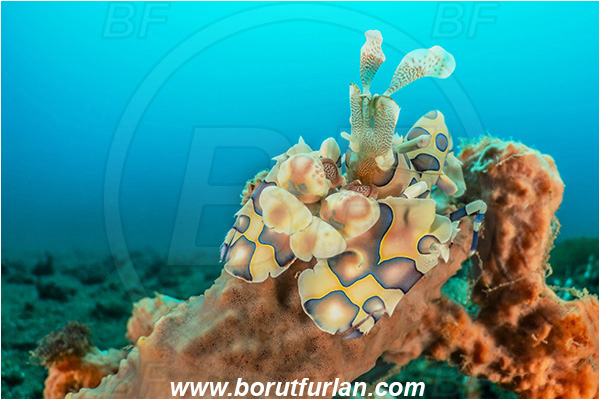 Lembeh strait, Sulawesi, Indonesia, Hymenocera picta, Hymenocera, Palaemonidae, Harlequin Shrimp, Shrimp, Decapoda, Crustacea, Crustacean, Reef
