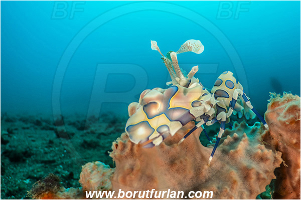 Lembeh strait, Sulawesi, Indonesia, Hymenocera picta, Hymenocera, Palaemonidae, Harlequin Shrimp, Shrimp, Decapoda, Crustacea, Crustacean, Reef