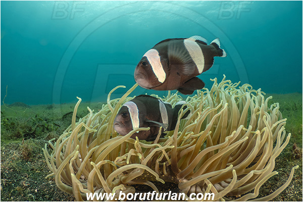 Lembeh strait, Sulawesi, Indonesia, Amphiprion polymnus, Amphiprion, Pomacentridae, Saddleback Clownfish, Panda Clownfish, Anemonefish, Clownfish, Fish, Eggs, Fish Eggs