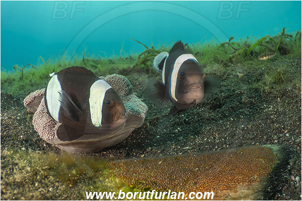 Lembeh strait, Sulawesi, Indonesia, Amphiprion polymnus, Amphiprion, Pomacentridae, Saddleback Clownfish, Panda Clownfish, Anemonefish, Clownfish, Fish, Eggs, Fish Eggs