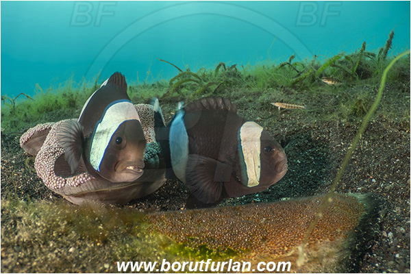 Lembeh strait, Sulawesi, Indonesia, Amphiprion polymnus, Amphiprion, Pomacentridae, Saddleback Clownfish, Panda Clownfish, Anemonefish, Clownfish, Fish, Eggs, Fish Eggs