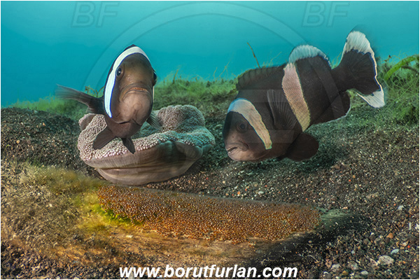 Lembeh strait, Sulawesi, Indonesia, Amphiprion polymnus, Amphiprion, Pomacentridae, Saddleback Clownfish, Panda Clownfish, Anemonefish, Clownfish, Fish, Eggs, Fish Eggs