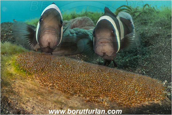 Lembeh strait, Sulawesi, Indonesia, Amphiprion polymnus, Amphiprion, Pomacentridae, Saddleback Clownfish, Panda Clownfish, Anemonefish, Clownfish, Fish, Eggs, Fish Eggs