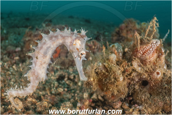 Lembeh strait, Sulawesi, Indonesia, Hippocampus histrix, Hippocampus, Syngnathidae, Spiny Seahorse, Thorny Seahorse, Seahorse, Fish, Reef