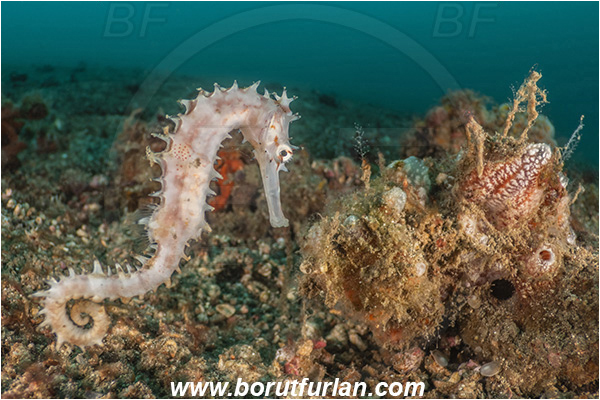 Lembeh strait, Sulawesi, Indonesia, Hippocampus histrix, Hippocampus, Syngnathidae, Spiny Seahorse, Thorny Seahorse, Seahorse, Fish, Reef