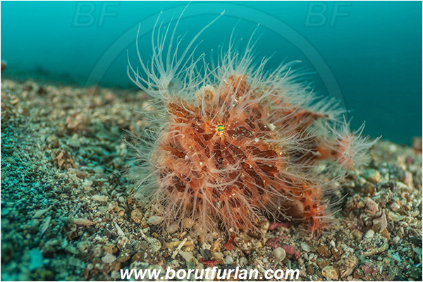 Lembeh strait, Sulawesi, Indonesia, Antennarius striatus, Antennarius, Antennariidae, Striated frogfish, Frogfish, Fish