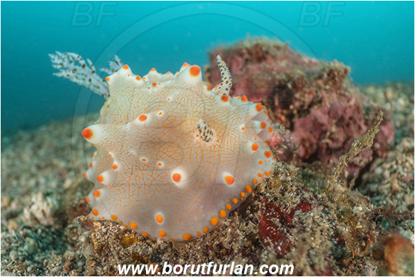 Lembeh strait, Sulawesi, Indonesia, Halgerda malesso, Halgerda, Discodorididae, Halgerda nudibranch, Nudibranch, Sea slug, Gastropoda, Mollusca