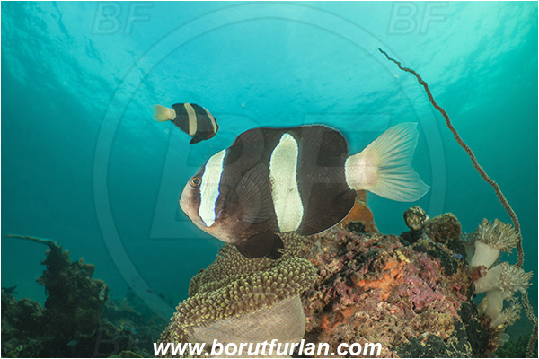 Lembeh strait, Sulawesi, Indonesia, Amphiprion polymnus, Amphiprion, Pomacentridae, Saddleback Clownfish, Panda Clownfish, Anemonefish, Clownfish, Fish, Reef