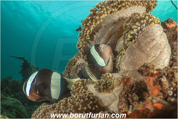 Lembeh strait, Sulawesi, Indonesia, Amphiprion polymnus, Amphiprion, Pomacentridae, Saddleback Clownfish, Panda Clownfish, Anemonefish, Clownfish, Fish, Reef
