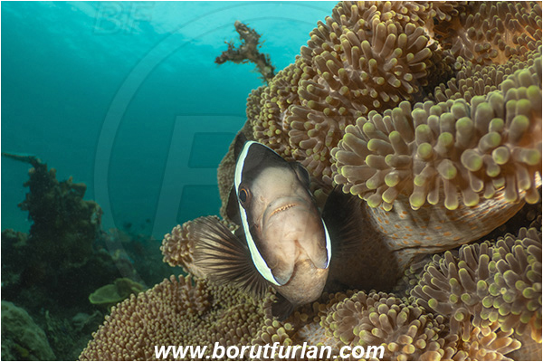 Lembeh strait, Sulawesi, Indonesia, Amphiprion polymnus, Amphiprion, Pomacentridae, Saddleback Clownfish, Panda Clownfish, Anemonefish, Clownfish, Fish, Reef