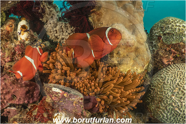 Lembeh strait, Sulawesi, Indonesia, Premnas biaculeatus, Premnas, Pomacentridae, Maroon Clownfish, Spine-Cheek Clownfish, Anemonefish, Clownfish, Fish, Reef