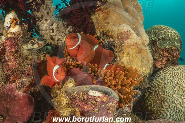 Lembeh strait, Sulawesi, Indonesia, Premnas biaculeatus, Premnas, Pomacentridae, Maroon Clownfish, Spine-Cheek Clownfish, Anemonefish, Clownfish, Fish, Reef
