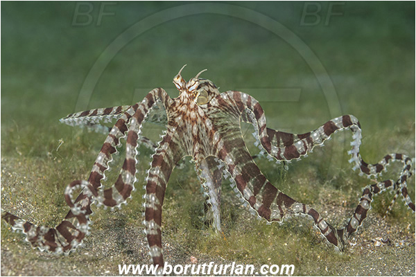 Lembeh strait, Sulawesi, Indonesia, Thaumoctopus mimicus, Thaumoctopus, Octopodidae, Cephalopoda, Mollusca, Mollusc, Mimic Octopus, Octopus