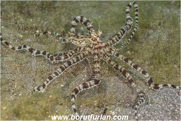 Lembeh strait, Sulawesi, Indonesia, Thaumoctopus mimicus, Thaumoctopus, Octopodidae, Cephalopoda, Mollusca, Mollusc, Mimic Octopus, Octopus