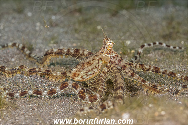 Lembeh strait, Sulawesi, Indonesia, Thaumoctopus mimicus, Thaumoctopus, Octopodidae, Cephalopoda, Mollusca, Mollusc, Mimic Octopus, Octopus