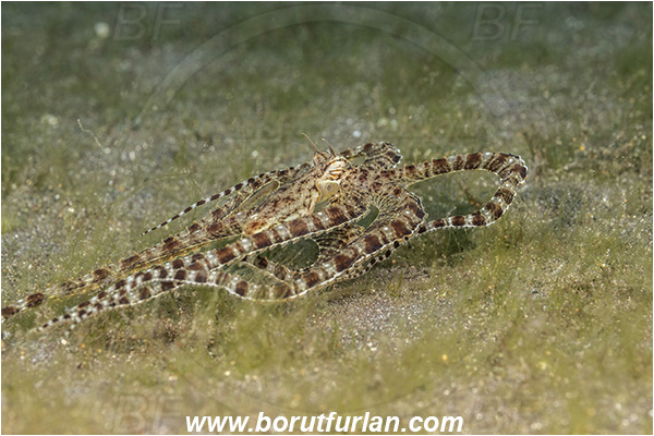 Lembeh strait, Sulawesi, Indonesia, Thaumoctopus mimicus, Thaumoctopus, Octopodidae, Cephalopoda, Mollusca, Mollusc, Mimic Octopus, Octopus