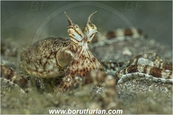Lembeh strait, Sulawesi, Indonesia, Thaumoctopus mimicus, Thaumoctopus, Octopodidae, Cephalopoda, Mollusca, Mollusc, Mimic Octopus, Octopus