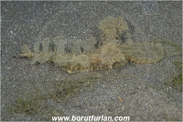 Lembeh strait, Sulawesi, Indonesia, Melibe viridis, Melibe, Tethydidae, Nudibranch, Sea slug, Gastropoda, Mollusca, Mollusc, Feeding