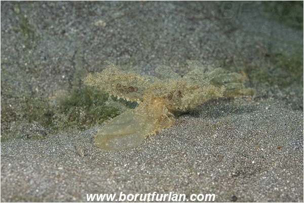 Lembeh strait, Sulawesi, Indonesia, Melibe viridis, Melibe, Tethydidae, Nudibranch, Sea slug, Gastropoda, Mollusca, Mollusc, Feeding