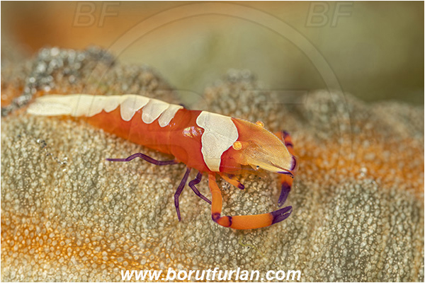 Lembeh strait, Sulawesi, Indonesia, Periclimenes imperator, Periclimenes, Palaemonidae, Decapoda, Emperor Shrimp, Shrimp, Crustacea, Crustacean