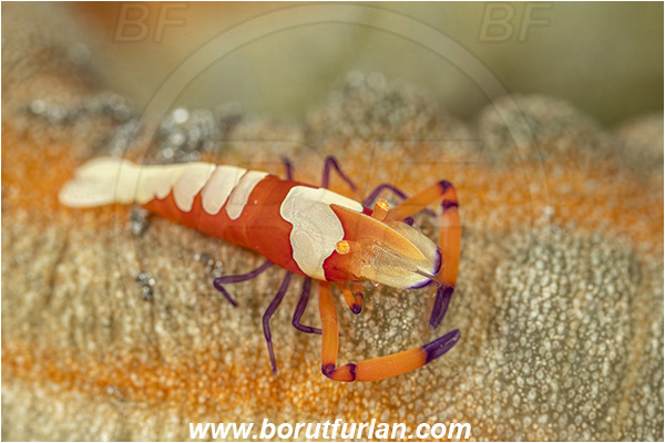 Lembeh strait, Sulawesi, Indonesia, Zenopontonia rex, Zenopontonia, Palaemonidae, Decapoda, Emperor Shrimp, Shrimp, Crustacea, Crustacean