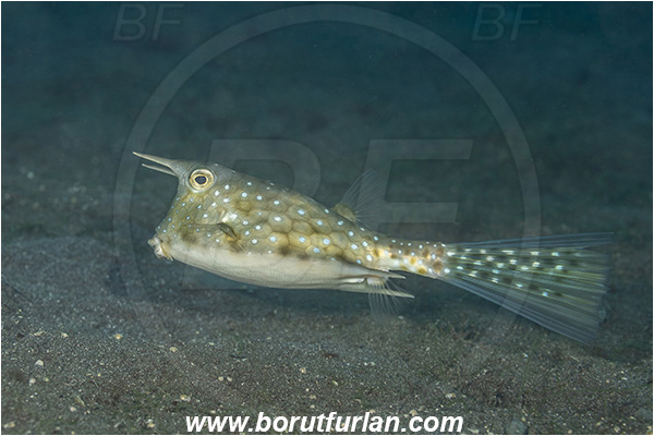 Lembeh strait, Sulawesi, Indonesia, Lactoria cornuta, Lactoria, Ostraciidae, Longhorn cowfish, Cowfish, Fish